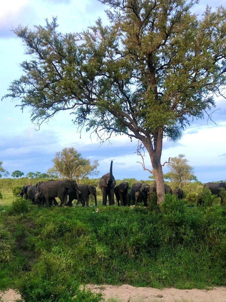 Hoyo Hoyo Safari Lodge Mluwati Concession Екстериор снимка